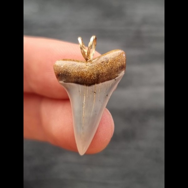2.7 cm fossil tooth of mako shark as pendant