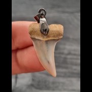 3.0 cm beautiful tooth of Isurus planus as pendant