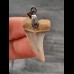 3.0 cm beautiful tooth of Isurus planus as pendant