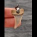 3.0 cm beautiful tooth of Isurus planus as pendant