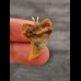 2.8 cm polished tooth of Isurus planus as pendant