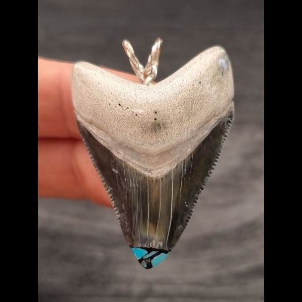 4,4 cm großer Zahn des Megalodon als Anhänger