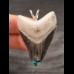 4,4 cm großer Zahn des Megalodon als Anhänger