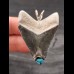 4.4 cm large tooth of the Megalodon as pendant