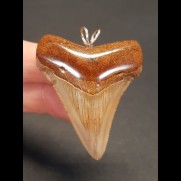 4.9 cm reddish brown tooth of the Megalodon as pendant
