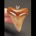 4,9 cm rotbrauner Zahn des Megalodon als Anhänger