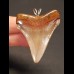 4.9 cm reddish brown tooth of the Megalodon as pendant