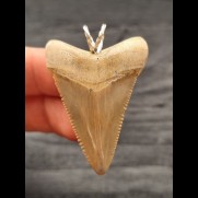 4,4 cm bright tooth of Carcharocles Angustidens as pendant