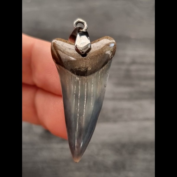 3.9 cm blue tooth of mako shark as pendant