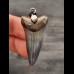 3.9 cm blue tooth of mako shark as pendant