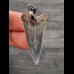 3.9 cm blue tooth of mako shark as pendant