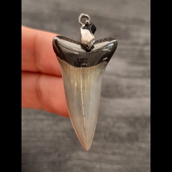 4.0 cm gray-blue tooth of mako shark pendant