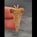 3.0 cm beautiful patterned tooth of mako shark as pendant