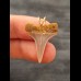 2.5 cm beautiful tooth of mako shark as pendant