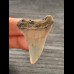 4.4 cm beautifully colored fossil tooth of mako shark