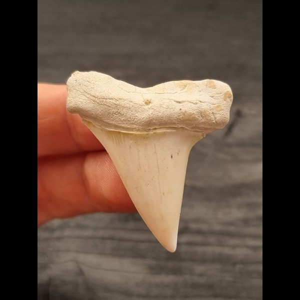 4.2 cm demineralized tooth of Cosmopolitodus hastalis from California