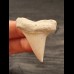 4,2 cm entmineralisierter Zahn des Isurus hastalis aus Kalifornien
