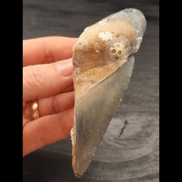 9,7 cm großes Zahnfragment des Megalodon