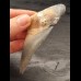 9,7 cm großes Zahnfragment des Megalodon