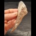 9.7 cm large tooth fragment of the Megalodon