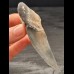 9,7 cm großes Zahnfragment des Megalodon