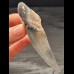 9.7 cm large tooth fragment of the Megalodon