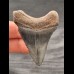 5,1 cm dunkler blauer Zahn des Megalodon