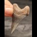 5,1 cm dunkler blauer Zahn des Megalodon