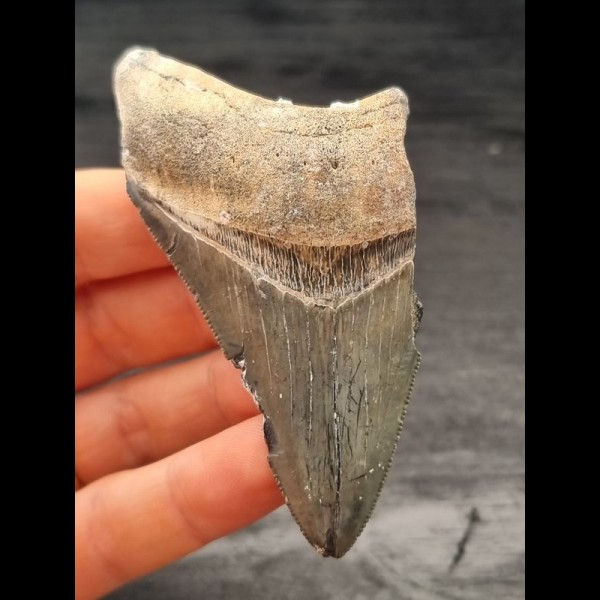 8,3 cm großes Zahnfragment des Megalodon