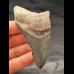 8,3 cm großes Zahnfragment des Megalodon