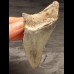 8,3 cm großes Zahnfragment des Megalodon