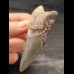 8,3 cm großes Zahnfragment des Megalodon