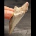 8,3 cm großes Zahnfragment des Megalodon