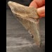 8,3 cm großes Zahnfragment des Megalodon