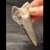 8,3 cm großes Zahnfragment des Megalodon