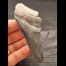 8,8 cm großes Zahnfragment des Megalodon mit graublauer Färbung