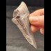 8,8 cm großes Zahnfragment des Megalodon mit graublauer Färbung