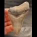 8,1 cm großes Zahnfragment des Megalodon mit scharfer Zahnung