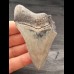 8,1 cm großes Zahnfragment des Megalodon mit scharfer Zahnung