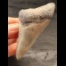 8,1 cm großes Zahnfragment des Megalodon mit scharfer Zahnung