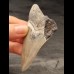 8,1 cm großes Zahnfragment des Megalodon mit scharfer Zahnung