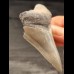 8,1 cm großes Zahnfragment des Megalodon mit scharfer Zahnung