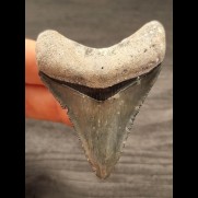 6,2 cm large tooth of the Megalodon with beautiful bourelette