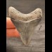 6,2 cm großer Zahn des Megalodon mit schöner Bourelette
