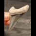 6,2 cm großer Zahn des Megalodon mit schöner Bourelette