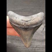 6.2 cm posterior tooth of the Megalodon