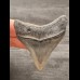 6,2 cm posteriorer Zahn des Megalodon