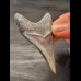 6,2 cm posteriorer Zahn des Megalodon