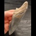 11.2 cm tooth fragment with great coloration