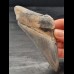 11.2 cm tooth fragment with great coloration